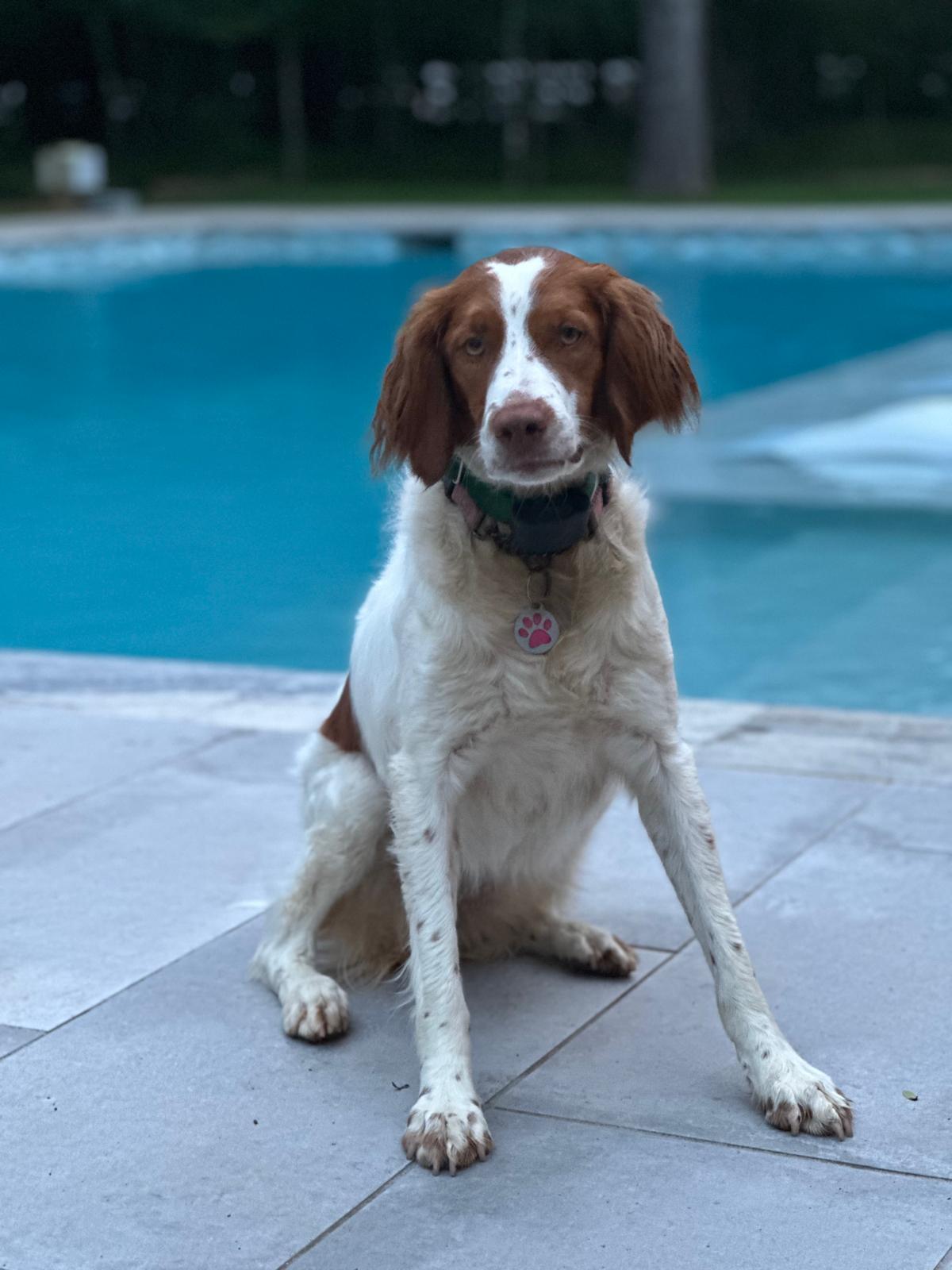 ScoopyPro mascot enjoying a clean backyard by the pool