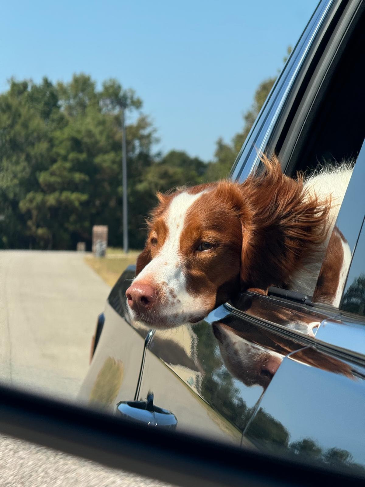 ScoopyPro mascot dog enjoying a ride in Montgomery